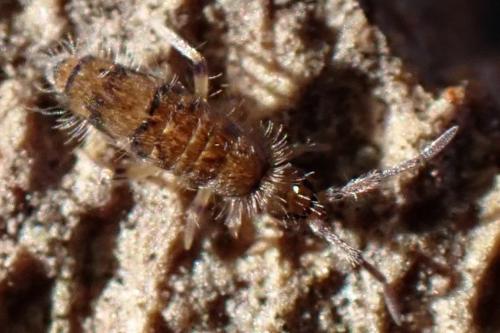 Réf. 336 162 : Willowsia platani